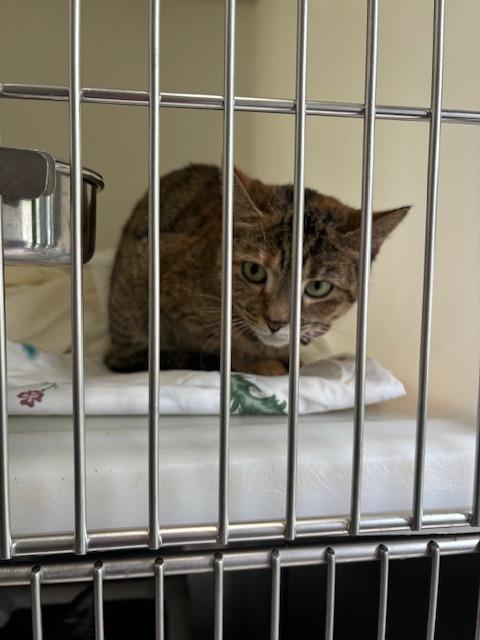 Starr, Adoptable, Adult Female Domestic Short Hair.