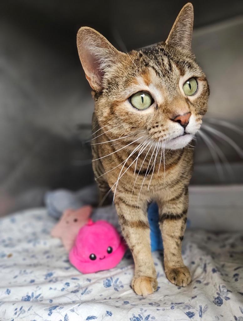 Starr, Adoptable, Adult Female Domestic Short Hair.