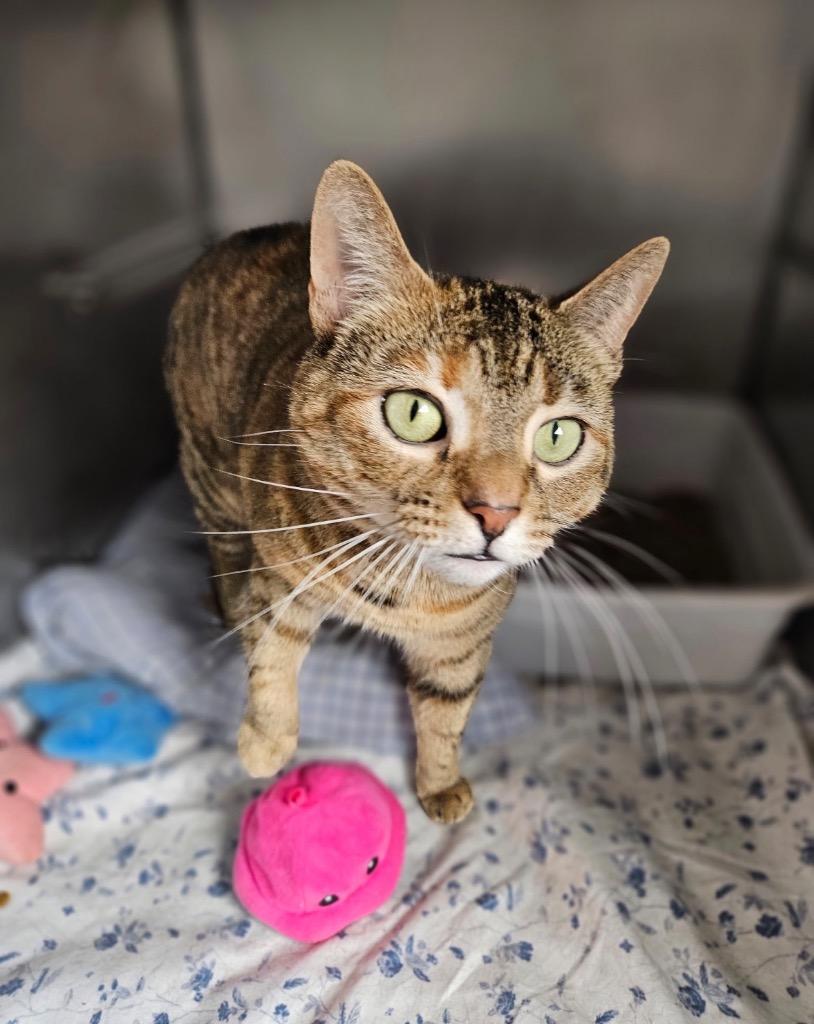 Enlarge Starr, a Adoptable mixed breed in Pomona, NY image 2/5