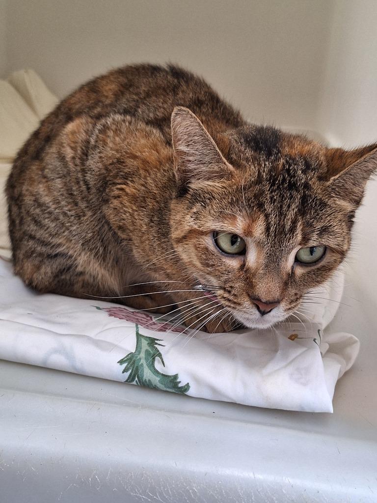 Enlarge Starr, a Adoptable mixed breed in Pomona, NY image 3/5