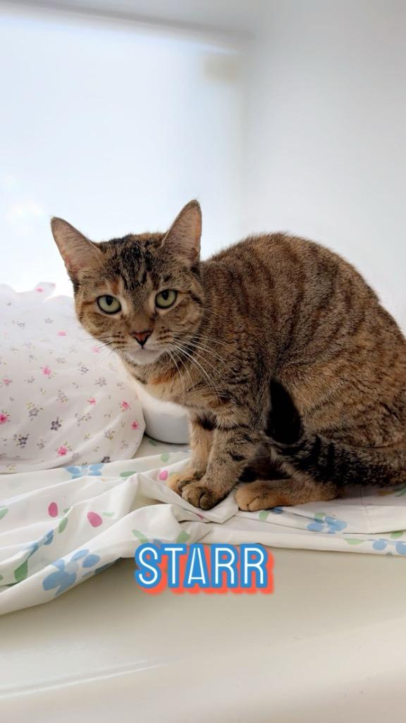 Enlarge Starr, a Adoptable mixed breed in Pomona, NY image 4/5
