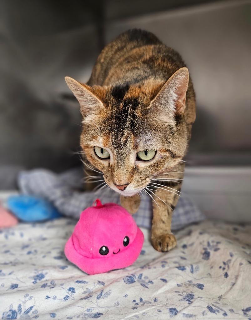 Enlarge Starr, a Adoptable mixed breed in Pomona, NY image 5/5