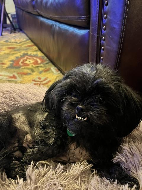 Enlarge Chloe, a ADOPTABLE Pekingese in Memphis, TN image 2/4