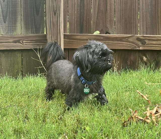 Enlarge Chloe, a ADOPTABLE Pekingese in Memphis, TN image 4/4