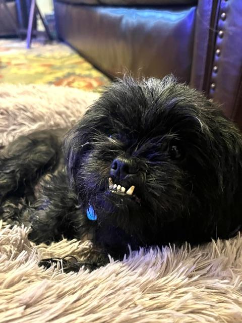 Chloe, ADOPTABLE, Adult Female Pekingese.