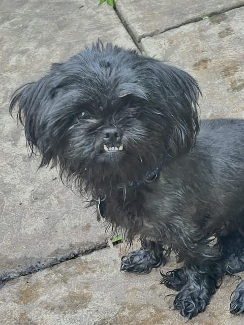 Enlarge Chloe, a ADOPTABLE Pekingese in Memphis, TN image 3/4