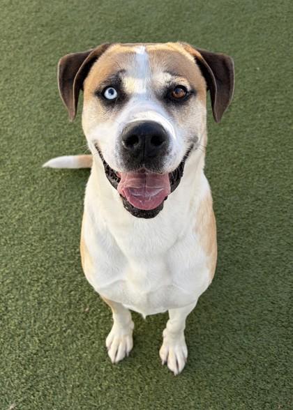 Enlarge Wally, a ADOPTABLE Mixed Breed in Wenatchee, WA image 1/3