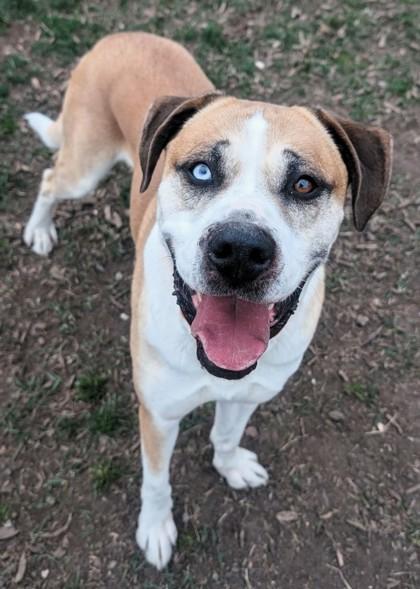 Enlarge Wally, a ADOPTABLE Mixed Breed in Wenatchee, WA image 2/3