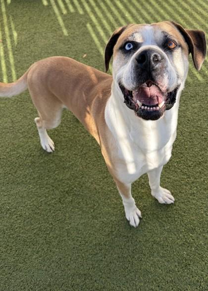 Enlarge Wally, a ADOPTABLE Mixed Breed in Wenatchee, WA image 3/3