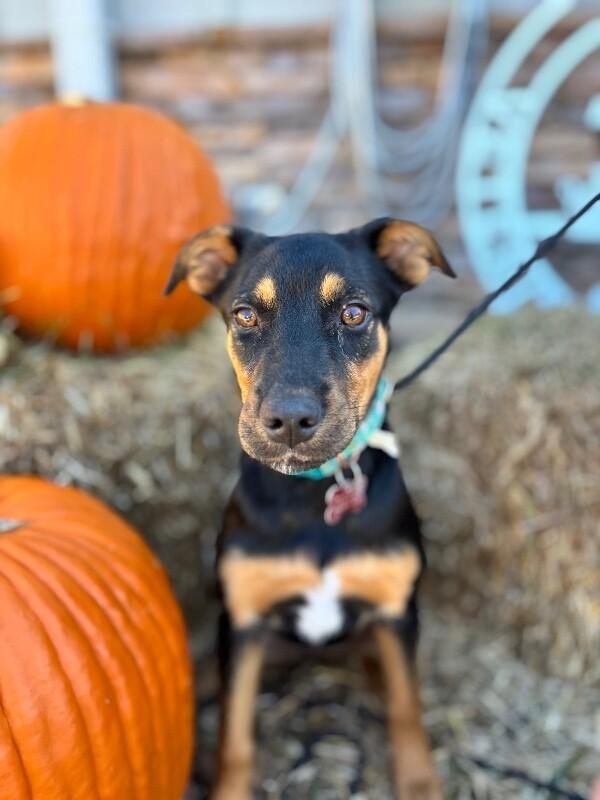 Lonny, Adoptable, Puppy Female Shepherd & Labrador Retriever.