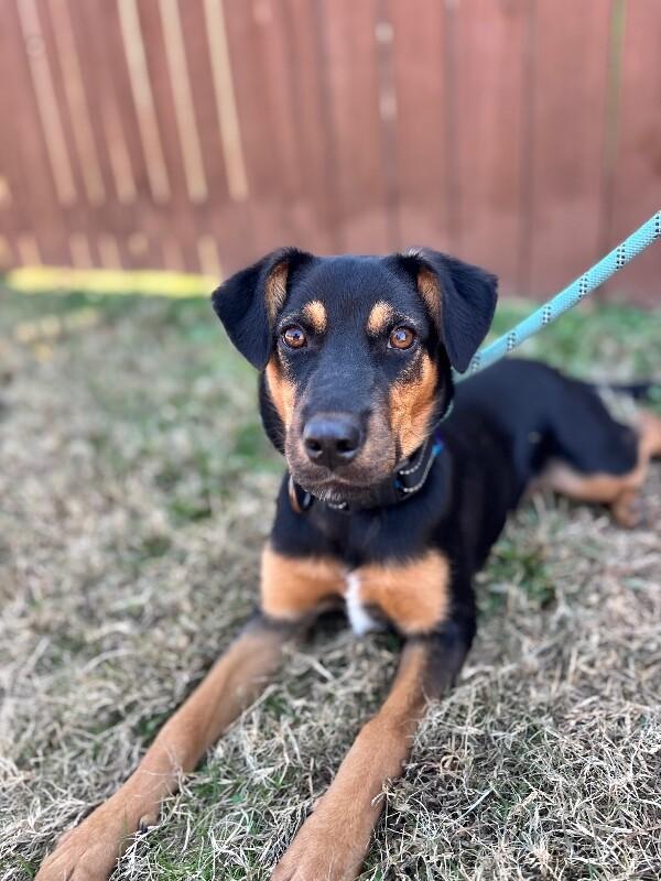 Lonny, Adoptable, Young Female Shepherd & Labrador Retriever.