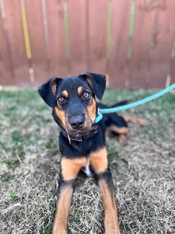 Lonny, a Adoptable mixed breed in Berkeley Heights, NJ image 4/6