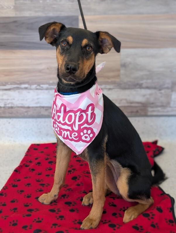 Enlarge Lonny, a Adoptable mixed breed in Berkeley Heights, NJ image 4/6