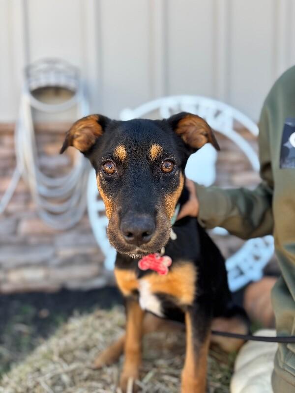 Lonny, a Adoptable mixed breed in Berkeley Heights, NJ image 5/6