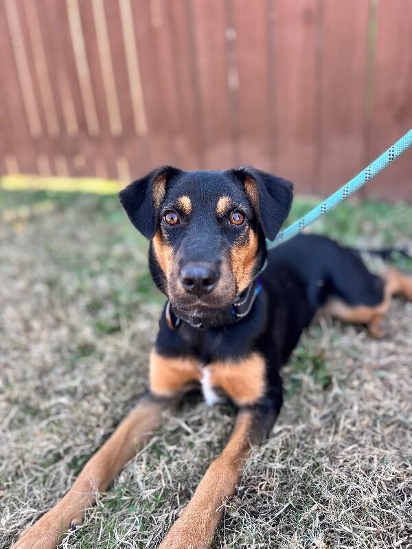 Lonny, a Adoptable mixed breed in Berkeley Heights, NJ image 6/6