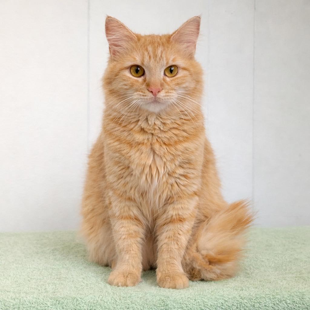 Bella , adopted, Young Female Tabby.