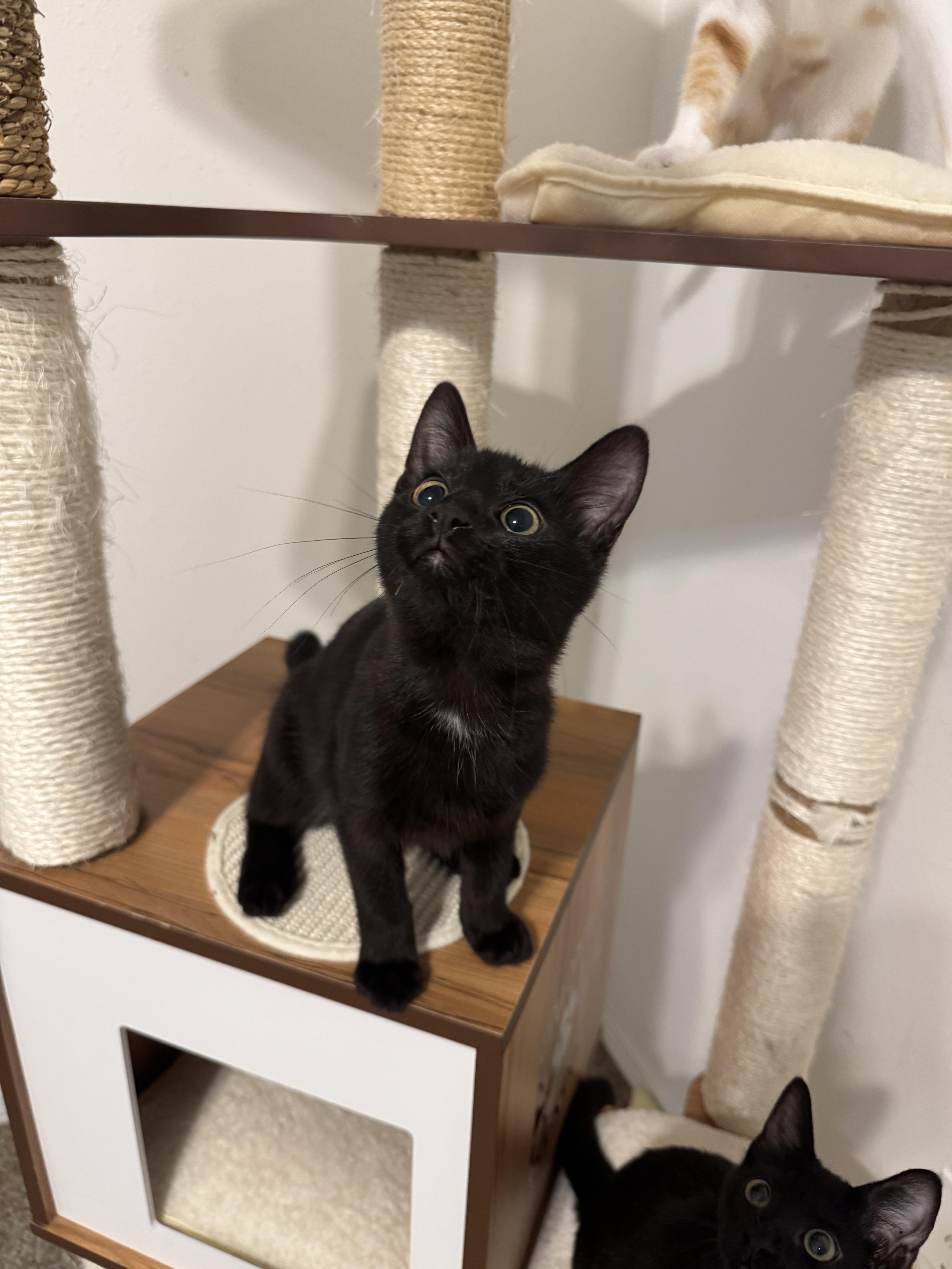 Poe, Adopted, Young Male Domestic Short Hair.