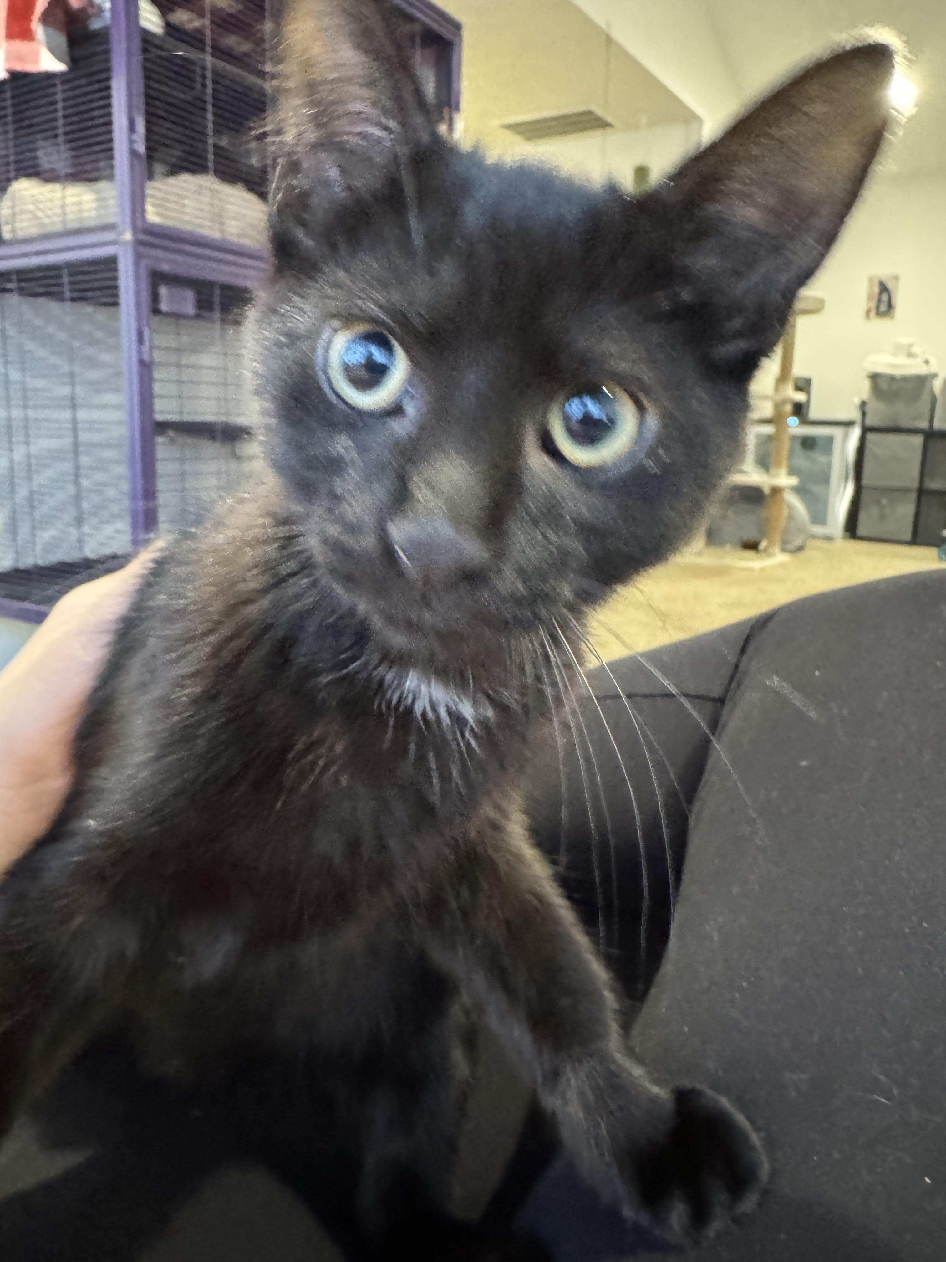 Poe, a Adopted Domestic Short Hair in Springfield, MO image 2/2