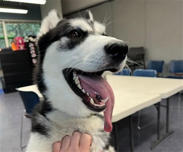 Enlarge ROSKO, a Adoptable mixed breed in Anchorage, AK image 1/1