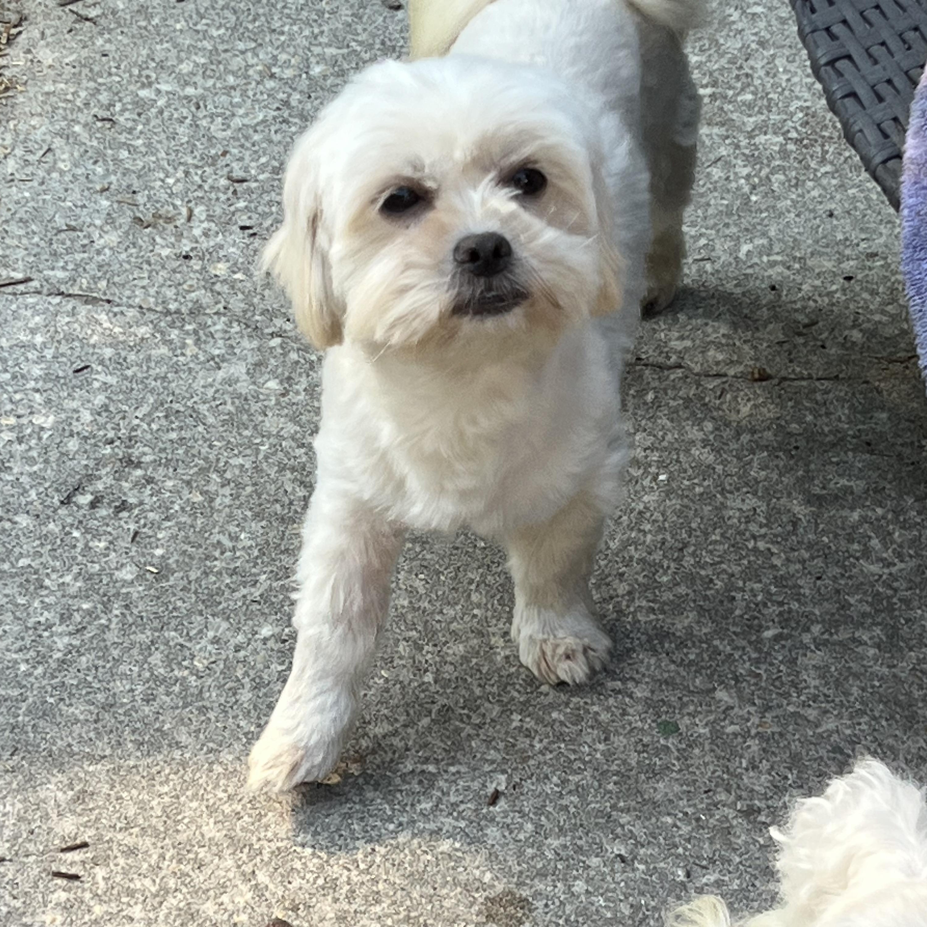 Enlarge Gladys, an adopted mixed breed in Mt Pleasant, SC image 3/6