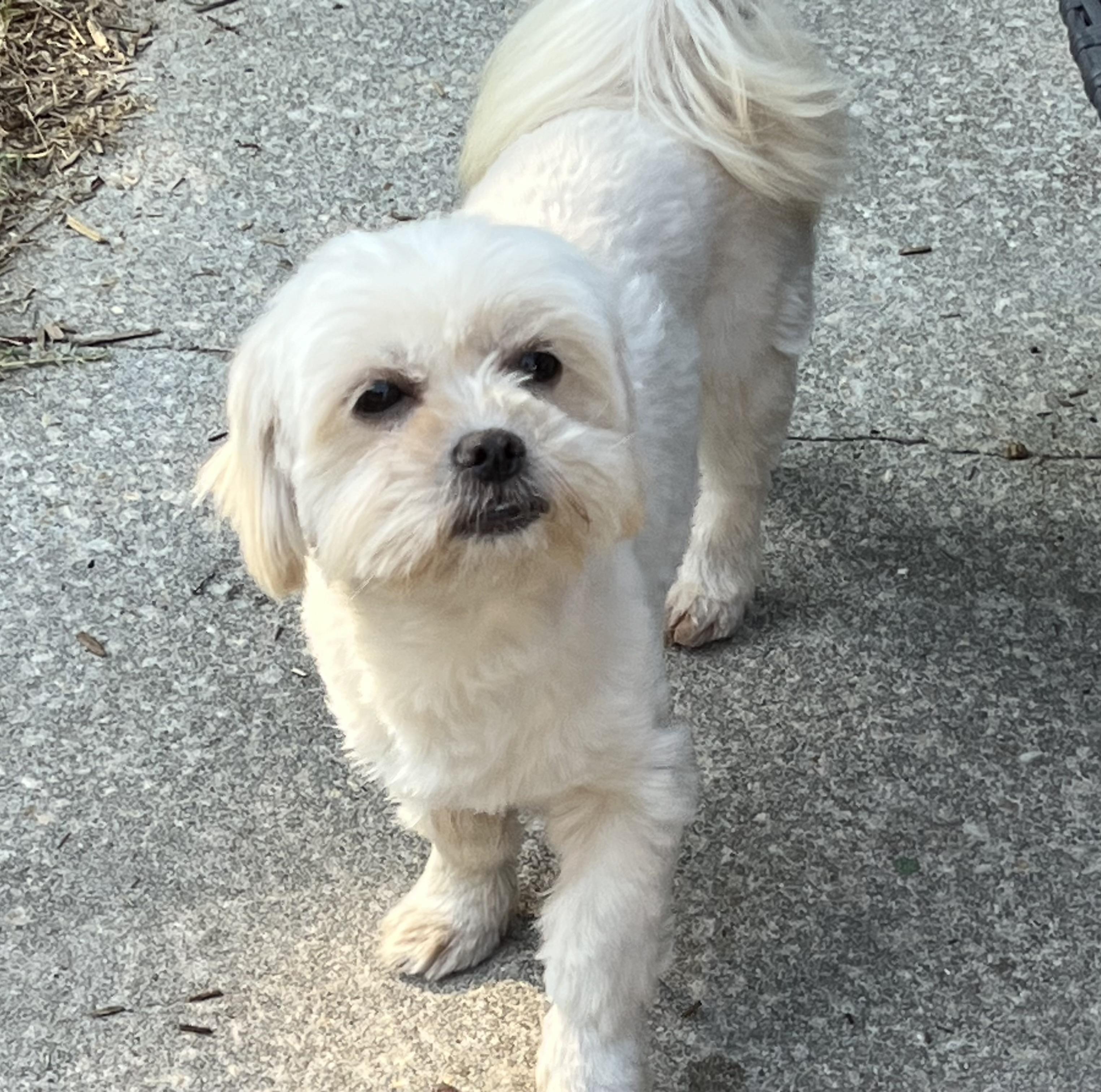 Gladys, adopted, Adult Female Maltese.