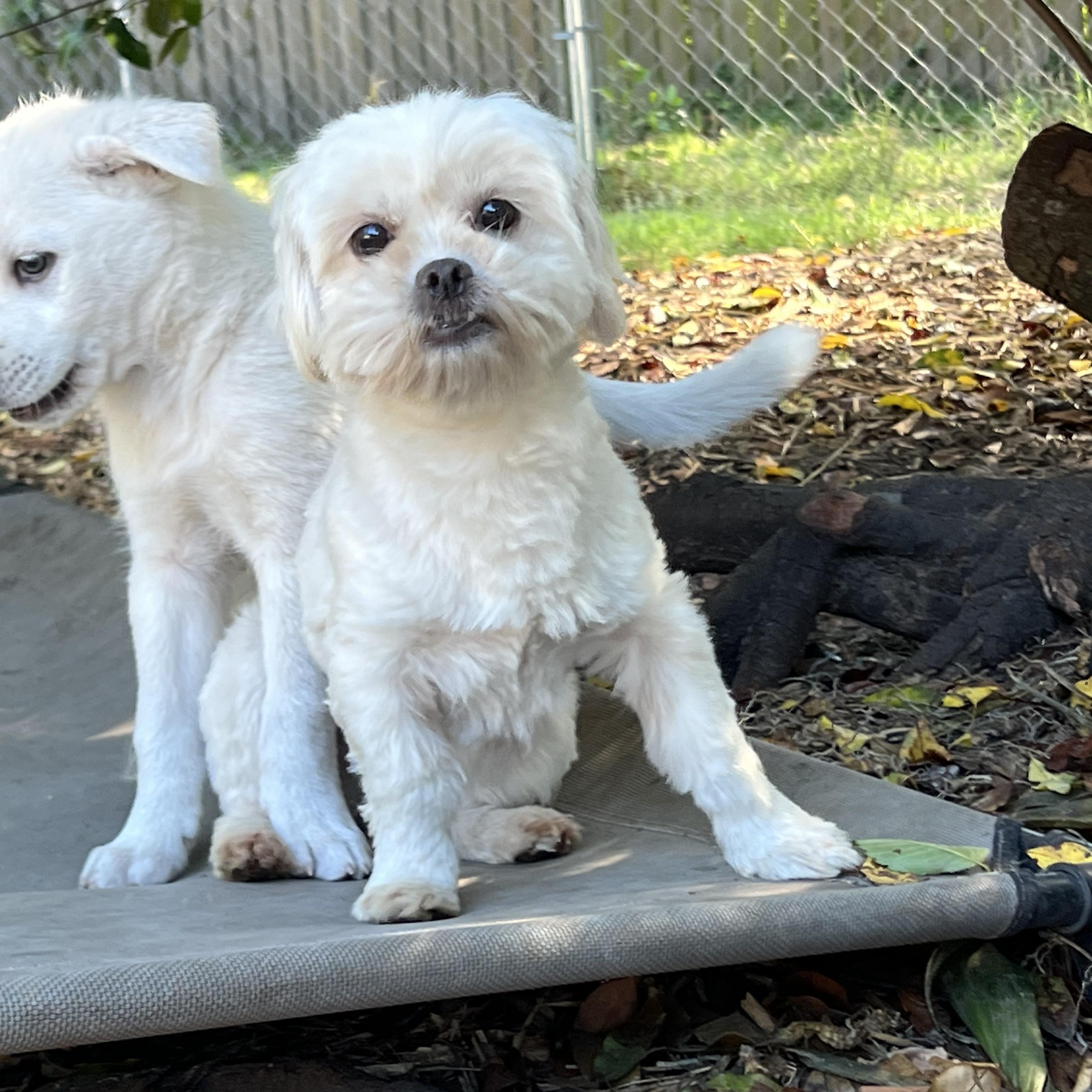 Enlarge Gladys, an adopted mixed breed in Mt Pleasant, SC image 4/6