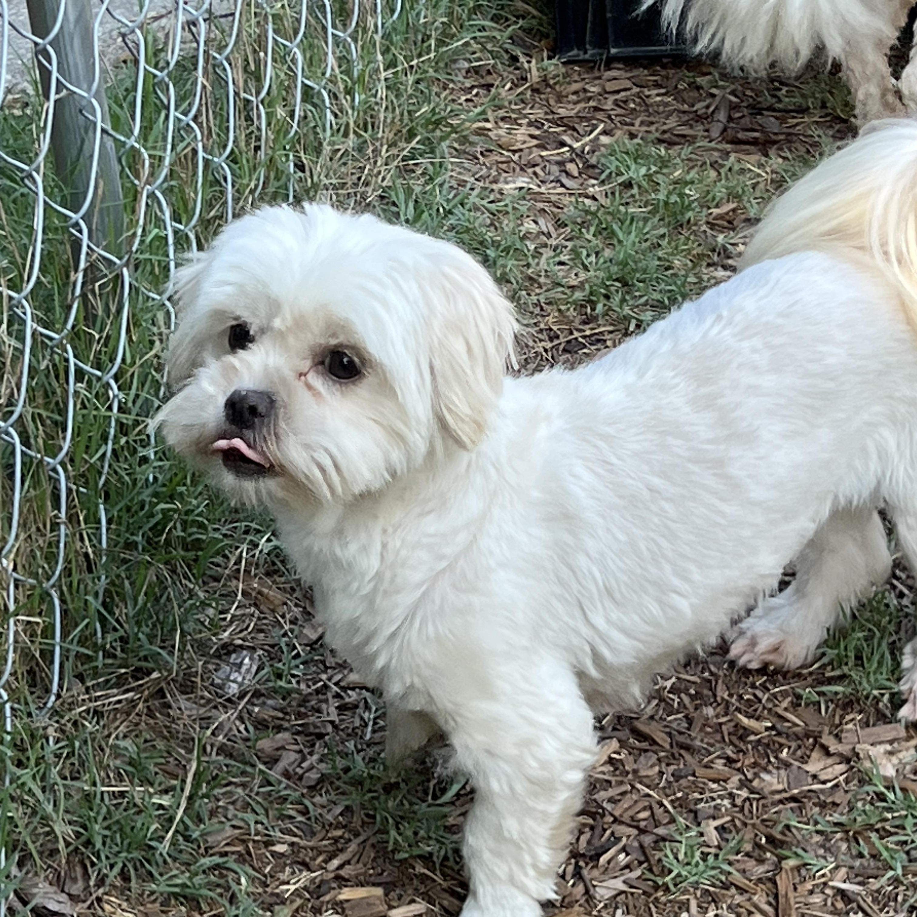 Enlarge Gladys, an adopted mixed breed in Mt Pleasant, SC image 5/6