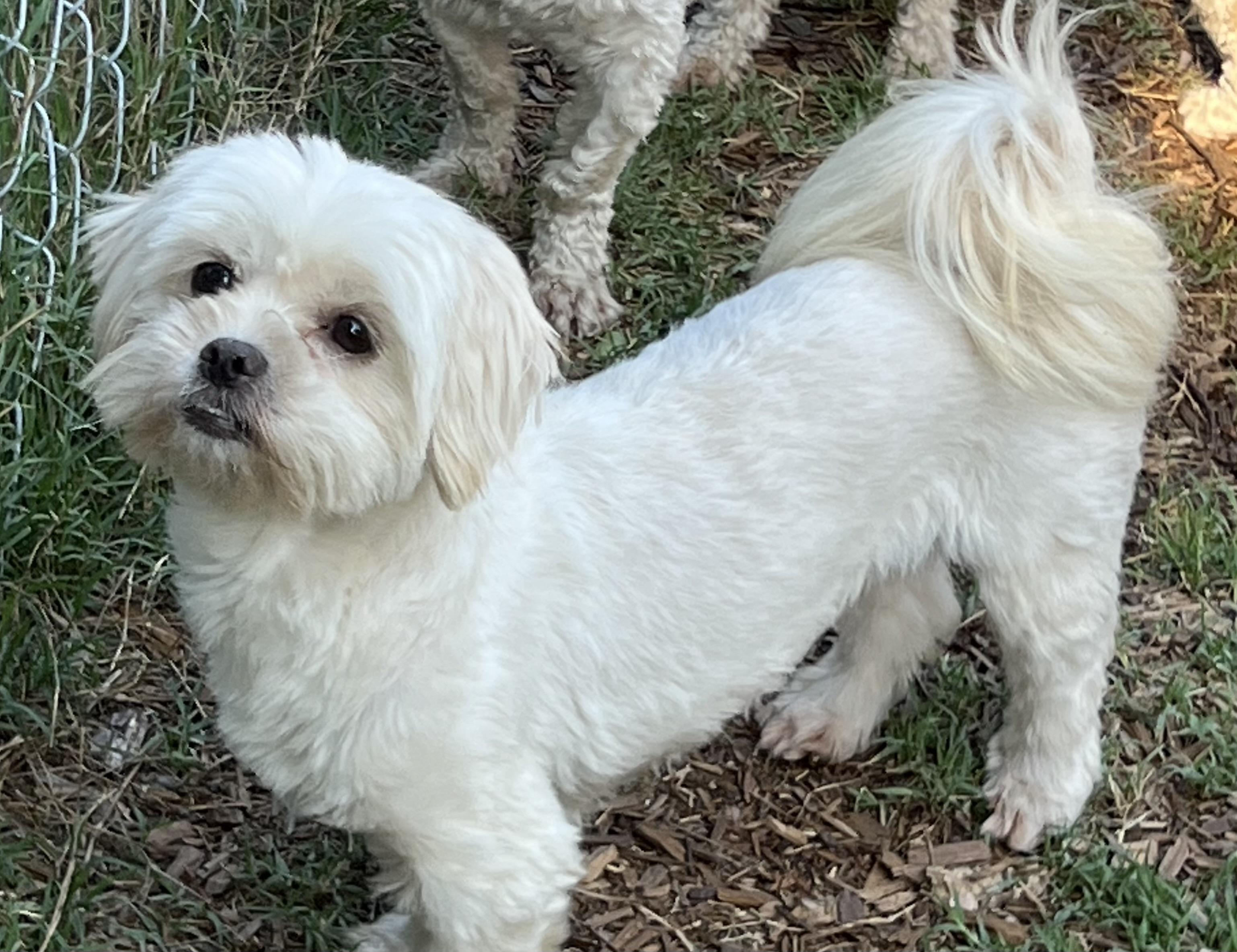 Enlarge Gladys, an adopted mixed breed in Mt Pleasant, SC image 2/6