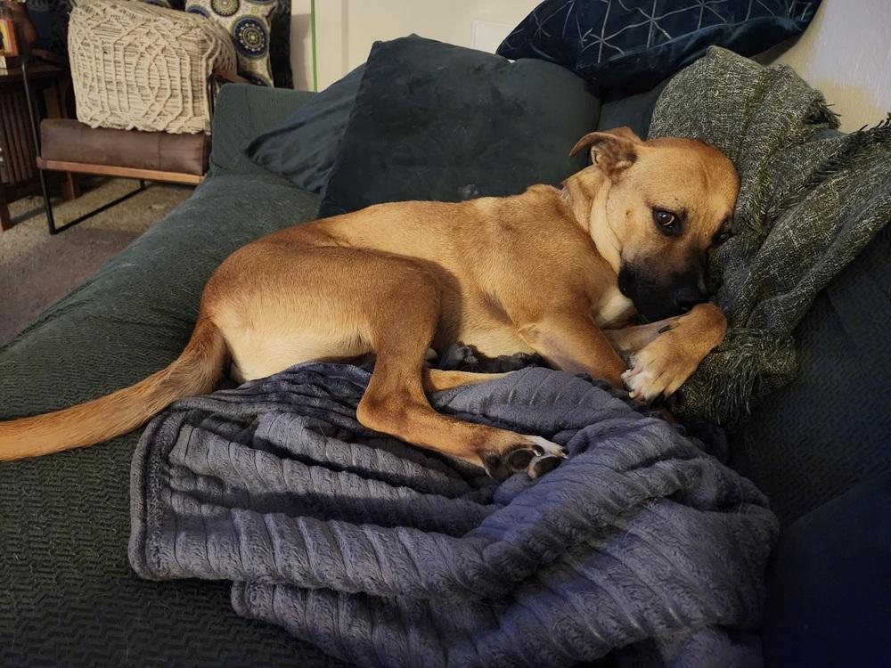 Enlarge Boudreaux, a Adoptable mixed breed in Colorado Springs, CO image 1/5