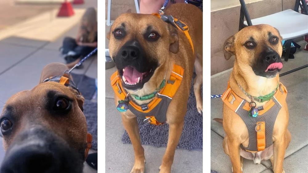 Enlarge Boudreaux, a Adoptable mixed breed in Colorado Springs, CO image 2/5