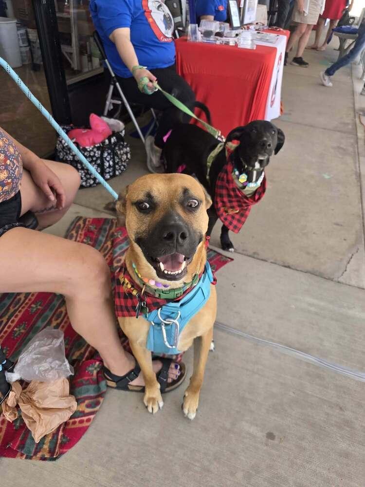 Enlarge Boudreaux, a Adoptable mixed breed in Colorado Springs, CO image 4/5