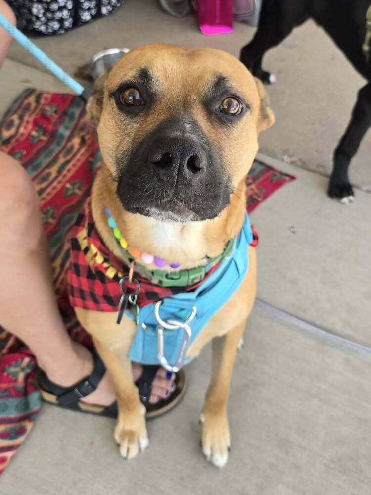Enlarge Boudreaux, a Adoptable mixed breed in Colorado Springs, CO image 5/5