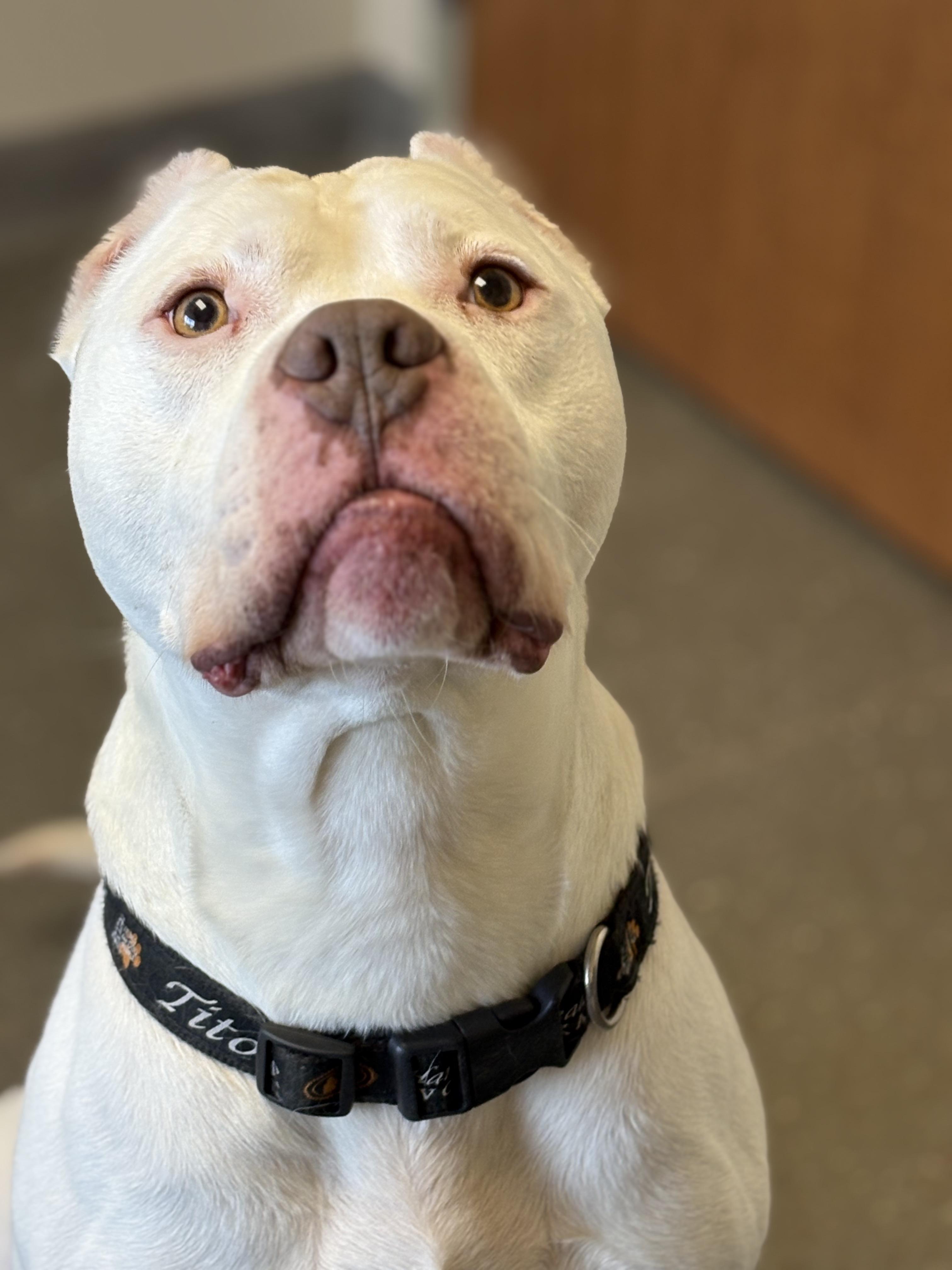 Russell, a Adoptable Dogo Argentino in Valparaiso, IN image 3/6