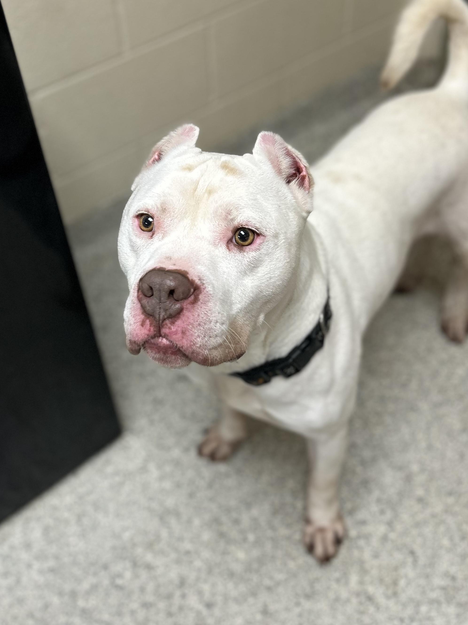 Russell, a Adoptable Dogo Argentino in Valparaiso, IN image 6/6