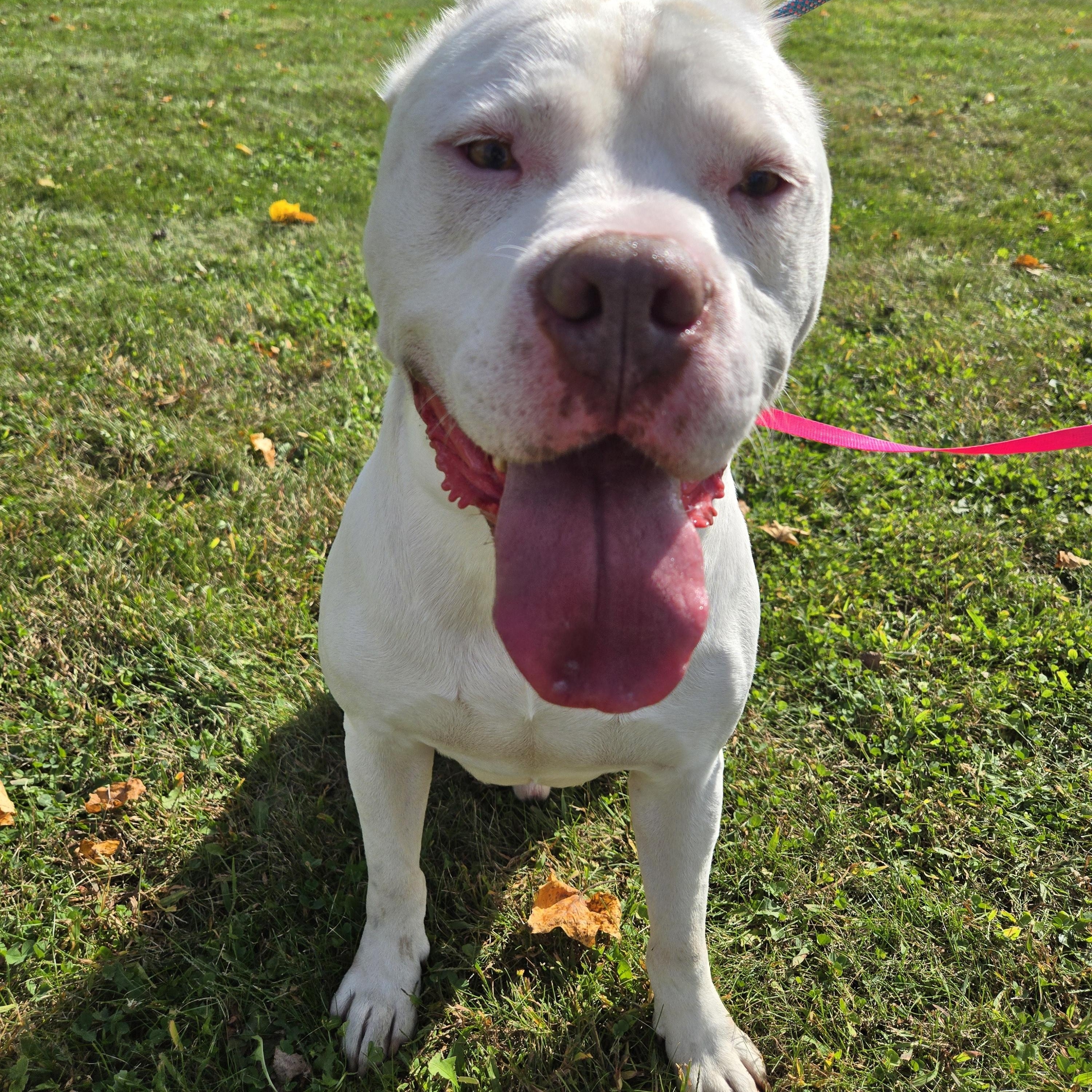 Russell, a Adoptable Dogo Argentino in Valparaiso, IN image 2/6