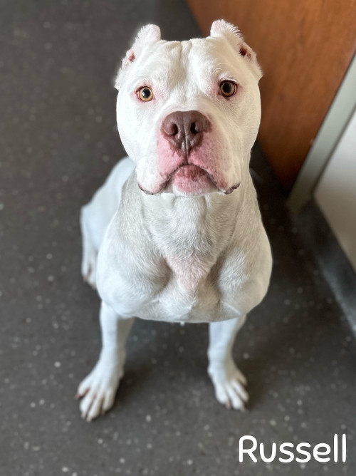Russell, a Adoptable Dogo Argentino in Valparaiso, IN image 4/6