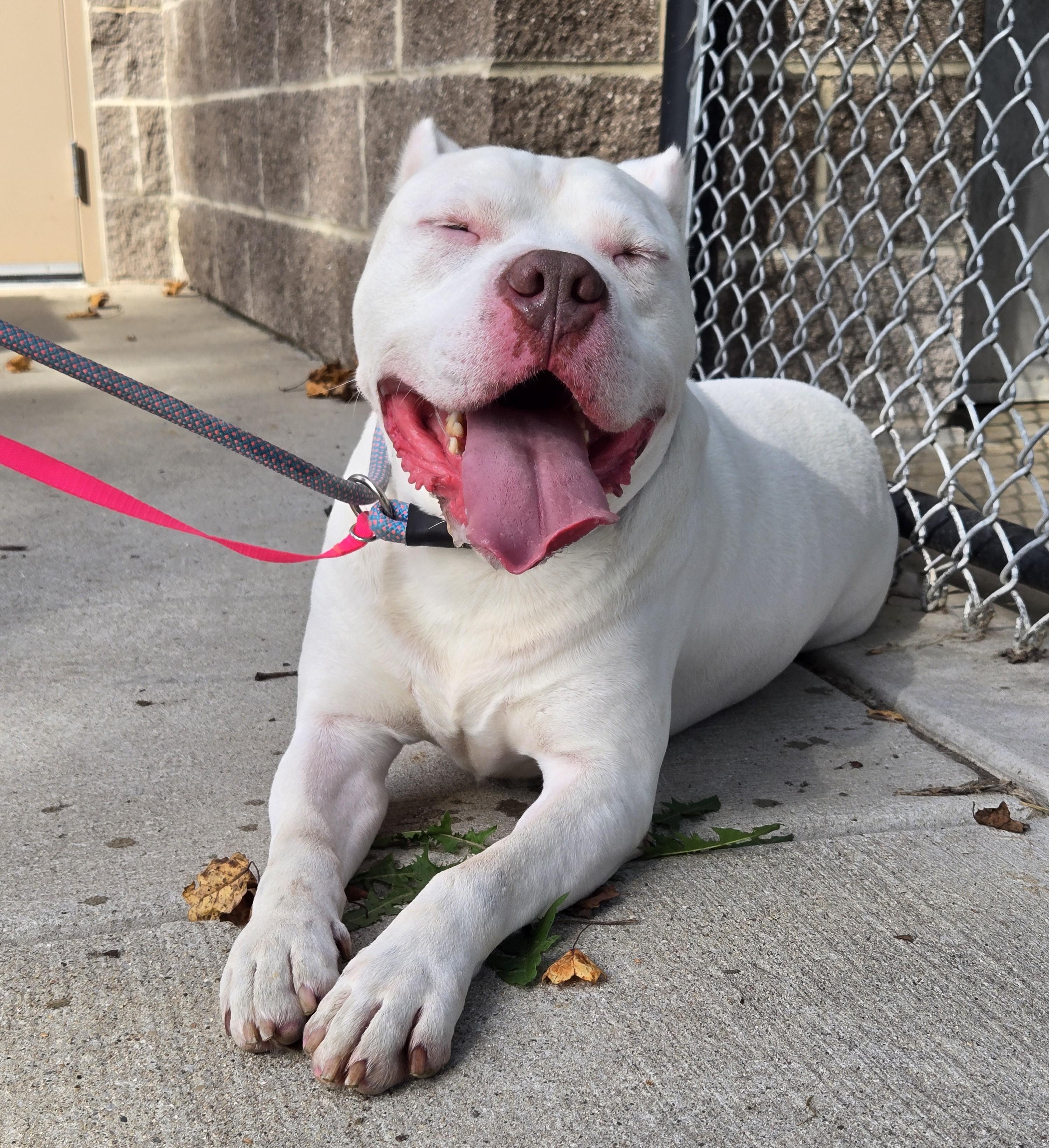 Russell, Adoptable, Adult Male Dogo Argentino.