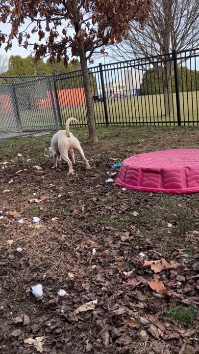 Enlarge Russell, a Adoptable Dogo Argentino in Valparaiso, IN video 5/6