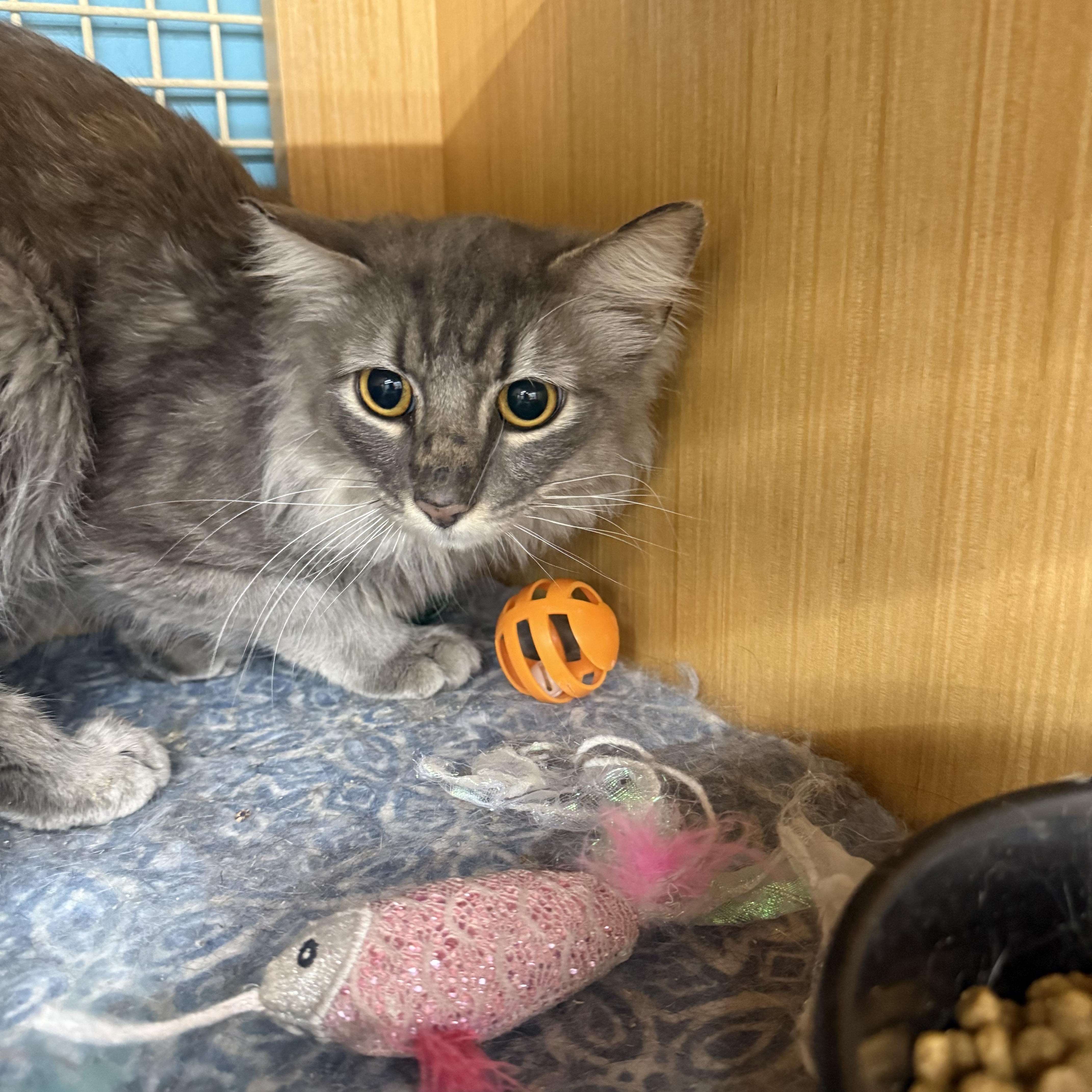 Action Hero, adopted, Young Male Tabby.