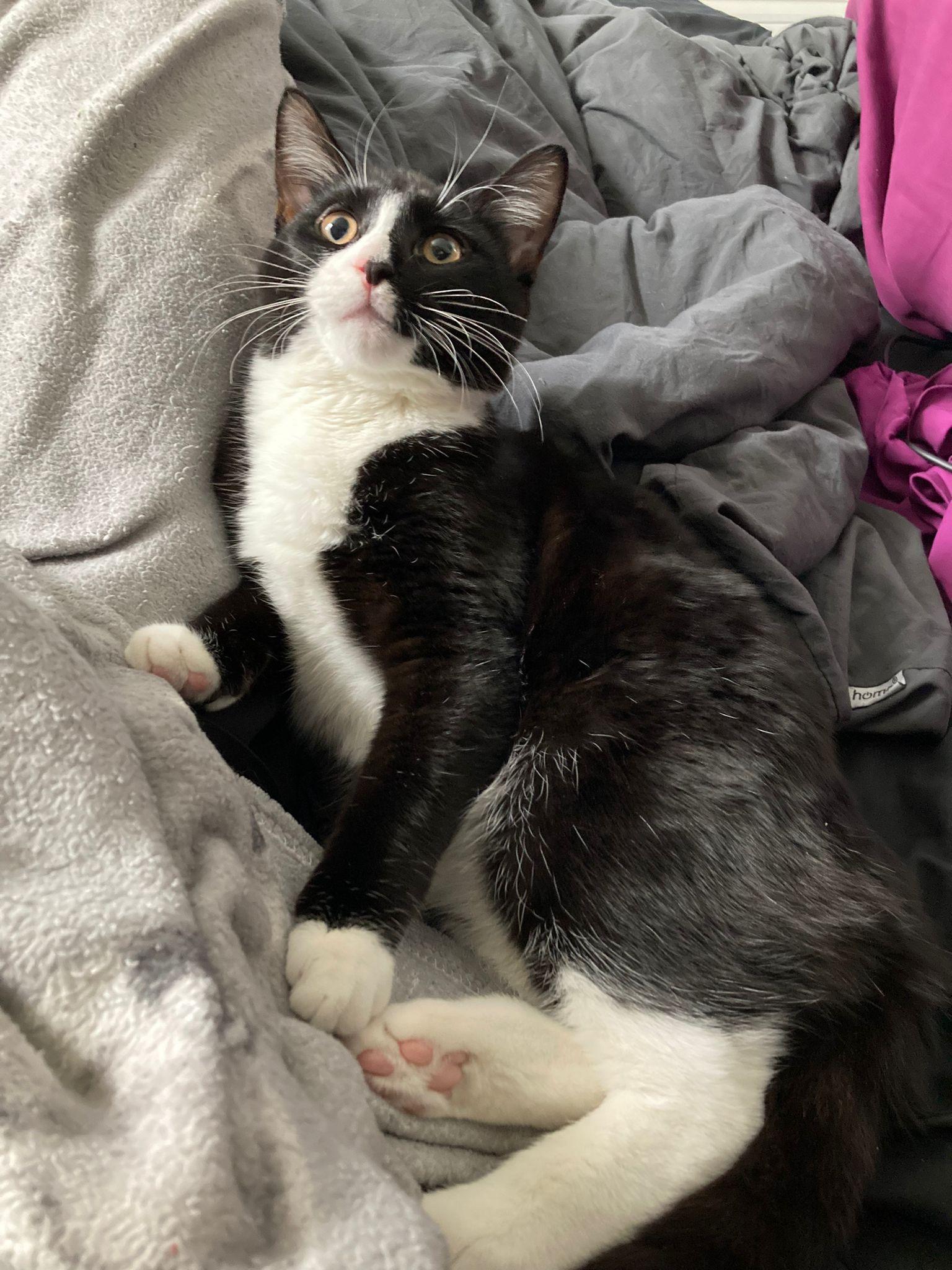 Charlie Chaplin and Houdini, ADOPTABLE, Young Male Tuxedo.