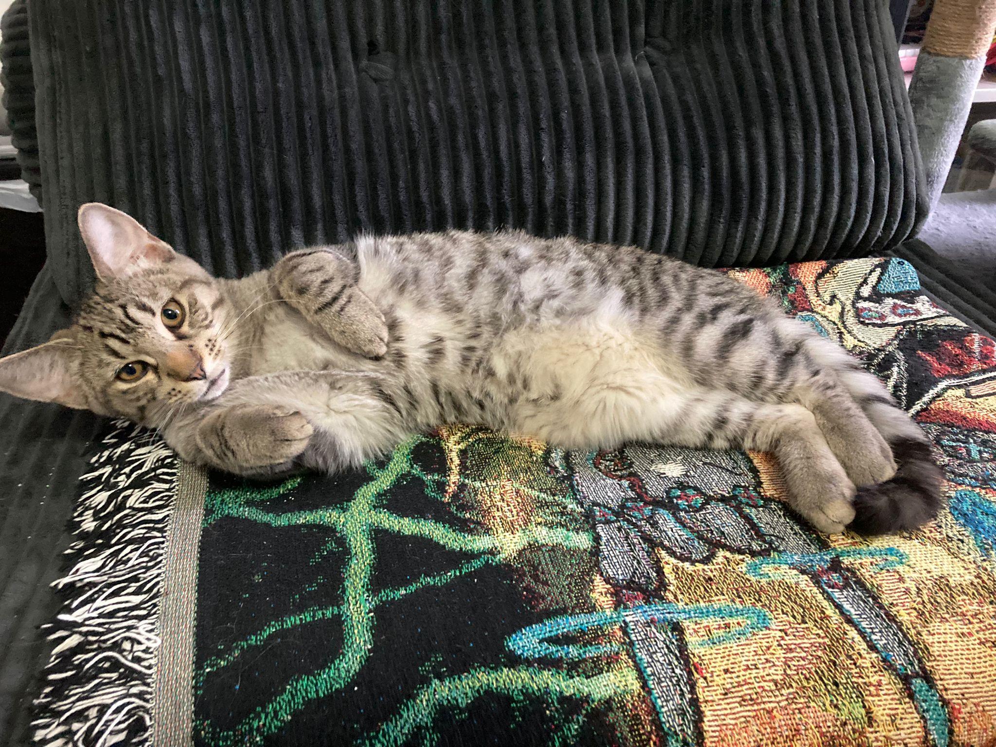 Enlarge Charlie Chaplin and Houdini, a ADOPTABLE mixed breed in New York, NY image 4/5