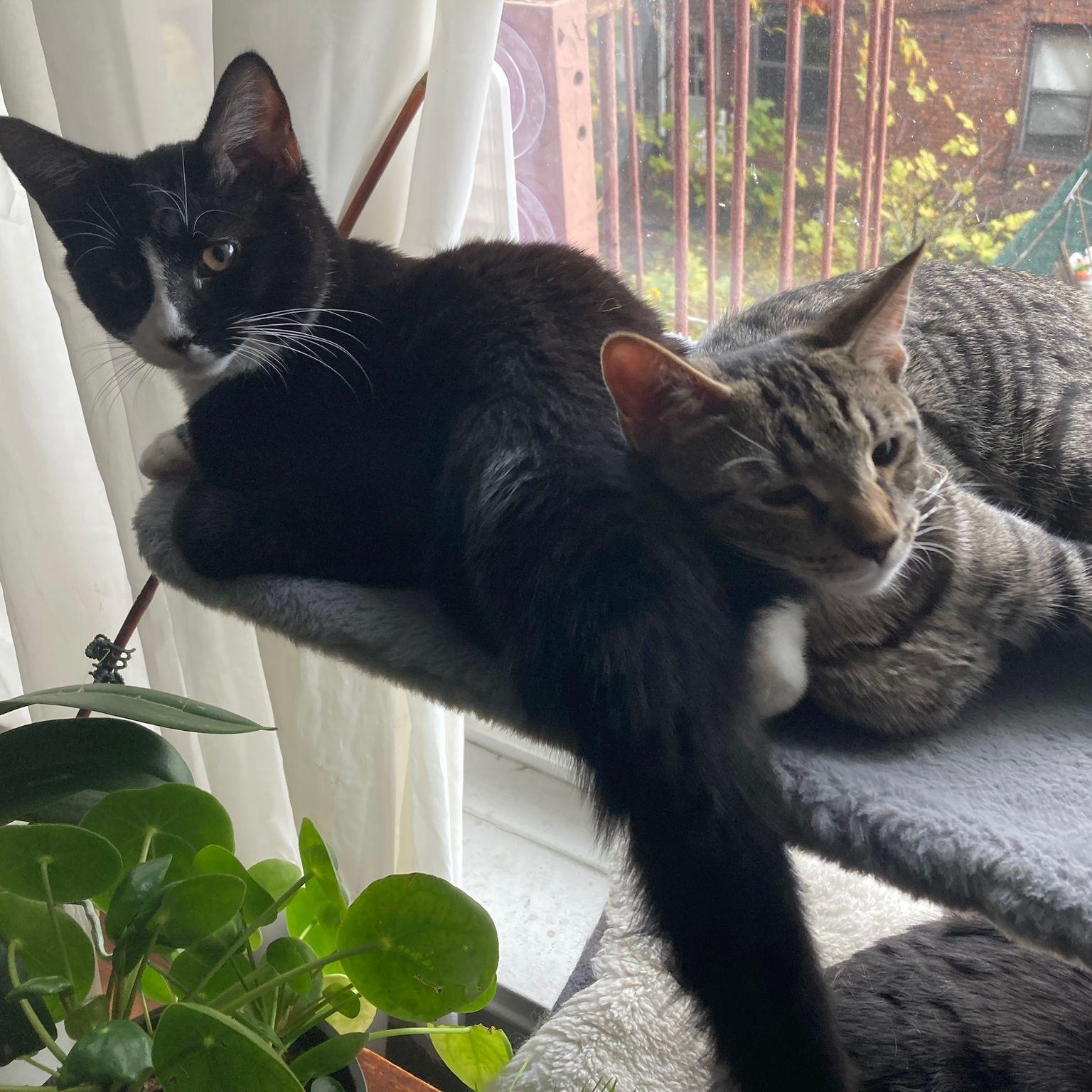 Enlarge Charlie Chaplin and Houdini, a ADOPTABLE mixed breed in New York, NY image 1/5