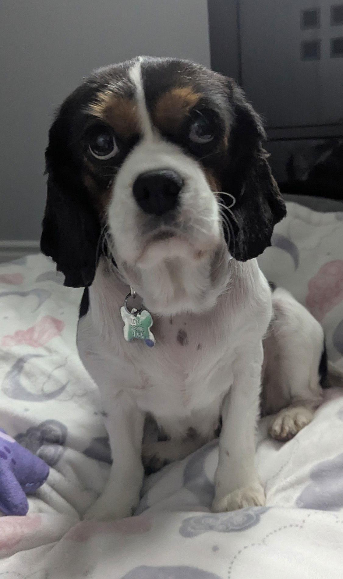 Clover 4265, Adopted, Adult Female Cavalier King Charles Spaniel.