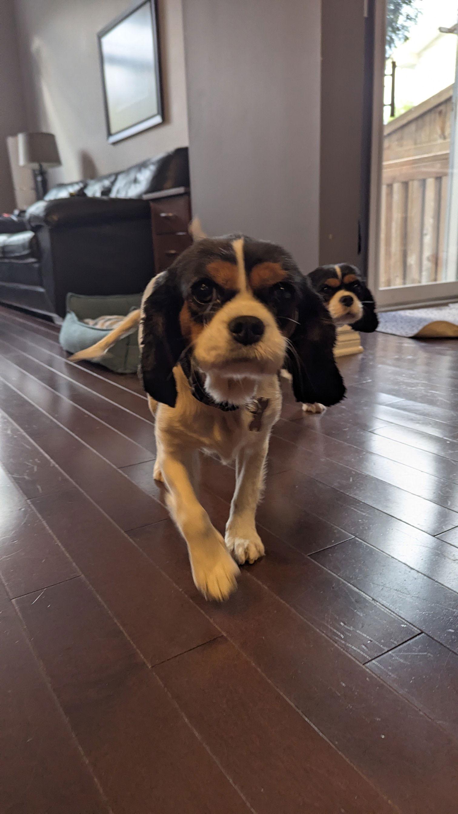 Enlarge Clover 4265, a Adopted Cavalier King Charles Spaniel in Pickering, ON image 2/3