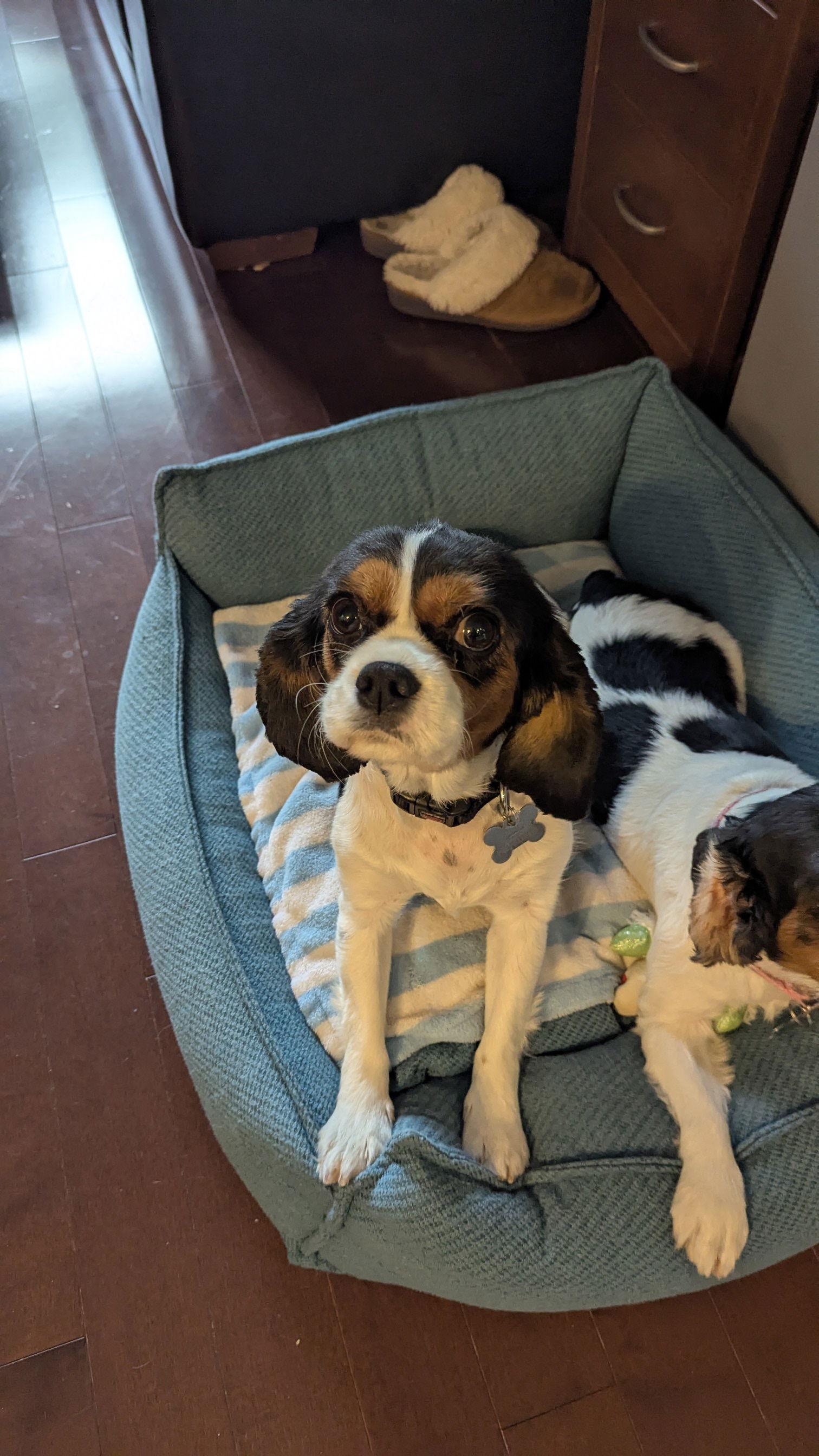 Enlarge Clover 4265, a Adopted Cavalier King Charles Spaniel in Pickering, ON image 3/3