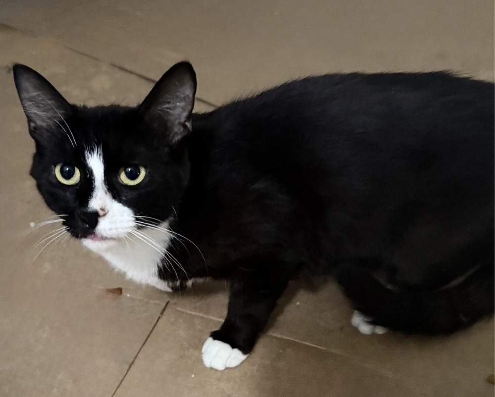 Enlarge Penny SC, a Adoptable Domestic Short Hair in Greenville, SC image 2/2