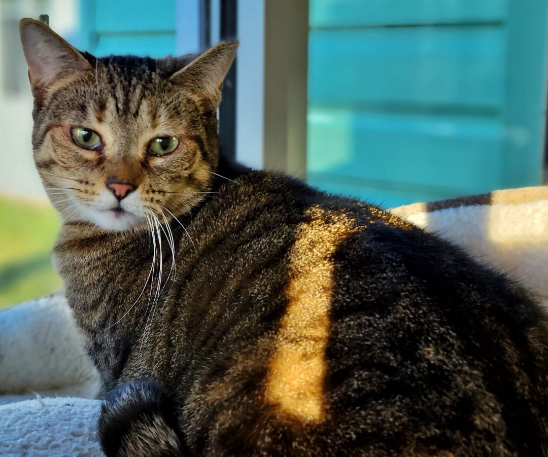 2-437 Ann, a Adoptable mixed breed in Amityville, NY image 1/14