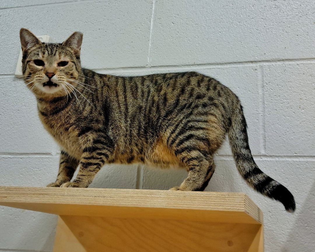 Cat for adoption - 2-437 Ann, a Domestic Short Hair Mix in