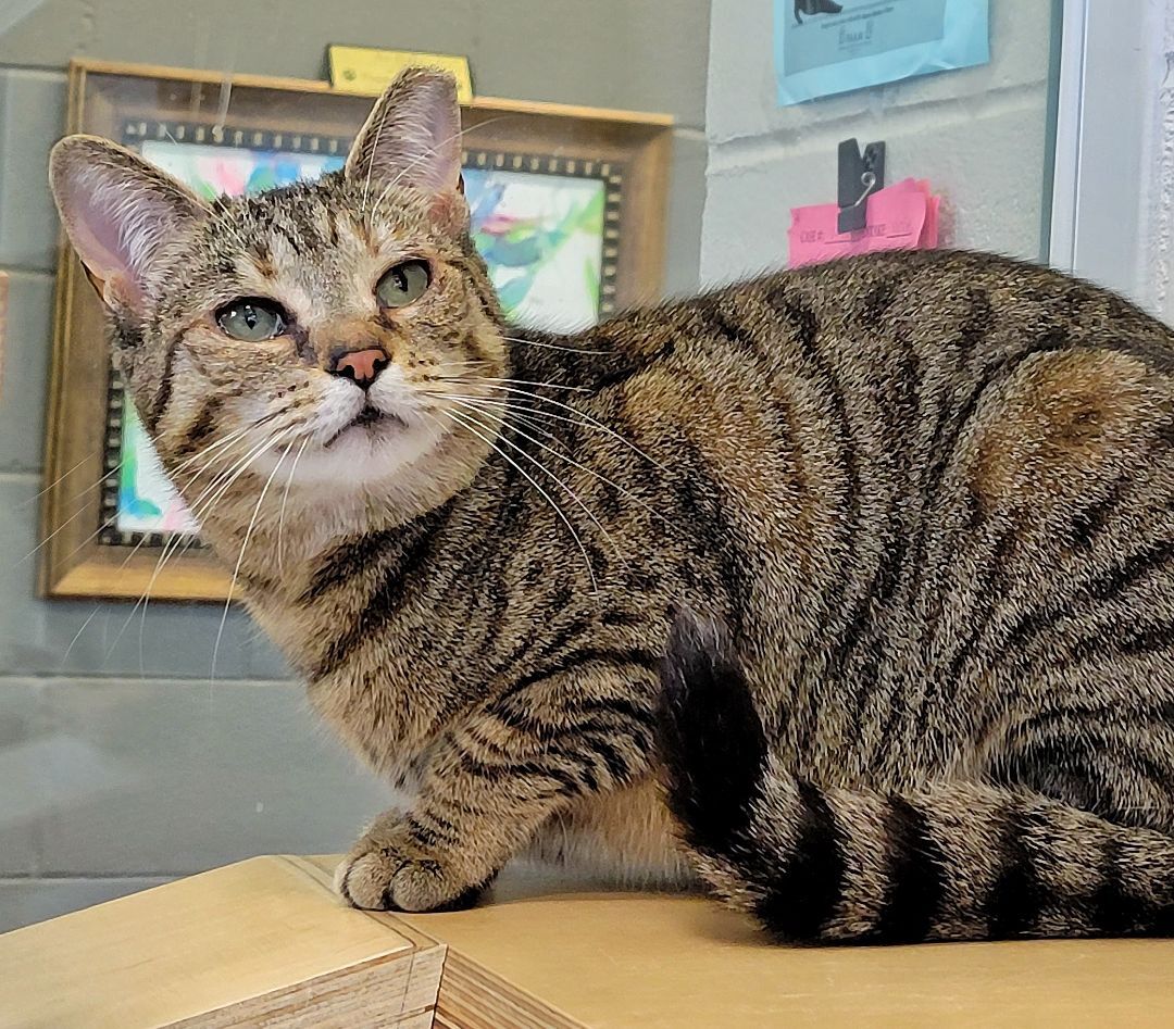 Cat for adoption - 2-437 Ann, a Domestic Short Hair Mix in