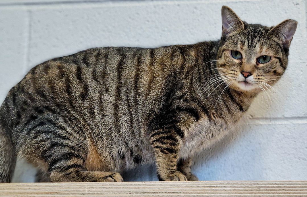 Cat for adoption - 2-437 Ann, a Domestic Short Hair Mix in